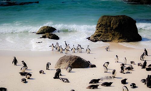 Halte in Kapstadt Ausschau nach Pinguinen am Strand. - Look out for penguins on the beach in Cape Town. - TSN Systems