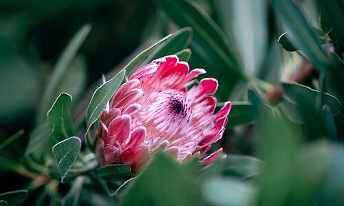 Genieße die Natur in Kapstadt - Enjoy the nature in Capetown - TSN Systems